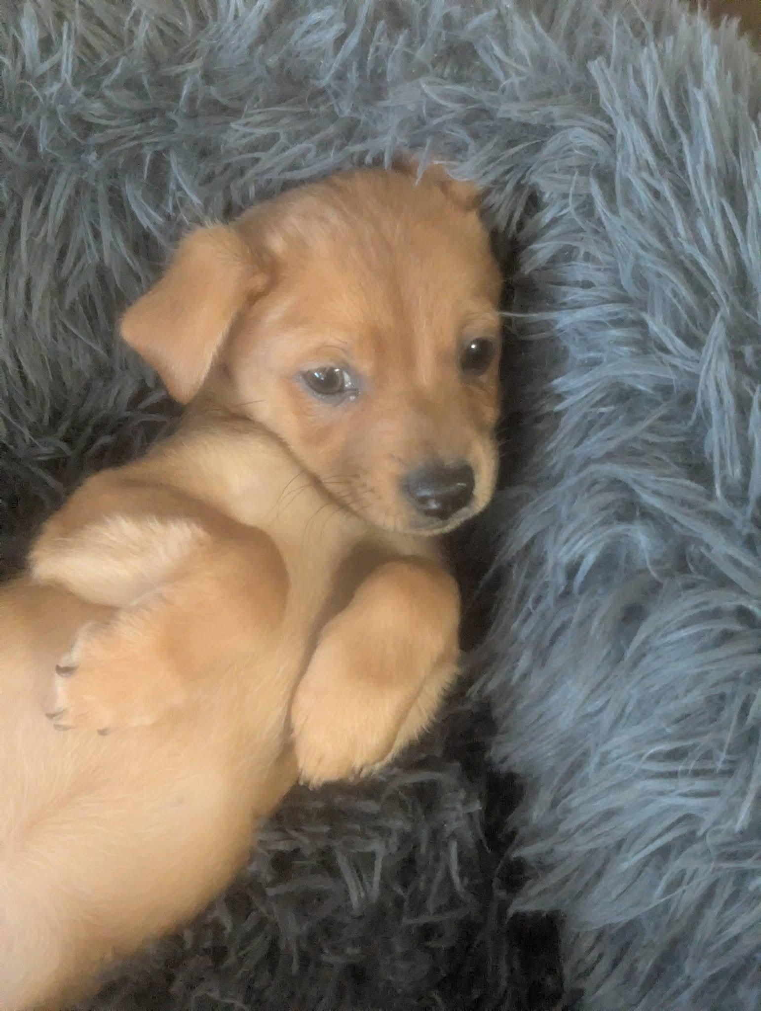 Jackie Jackson , a ADOPTABLE mixed breed in Oakland, CA image 6/6