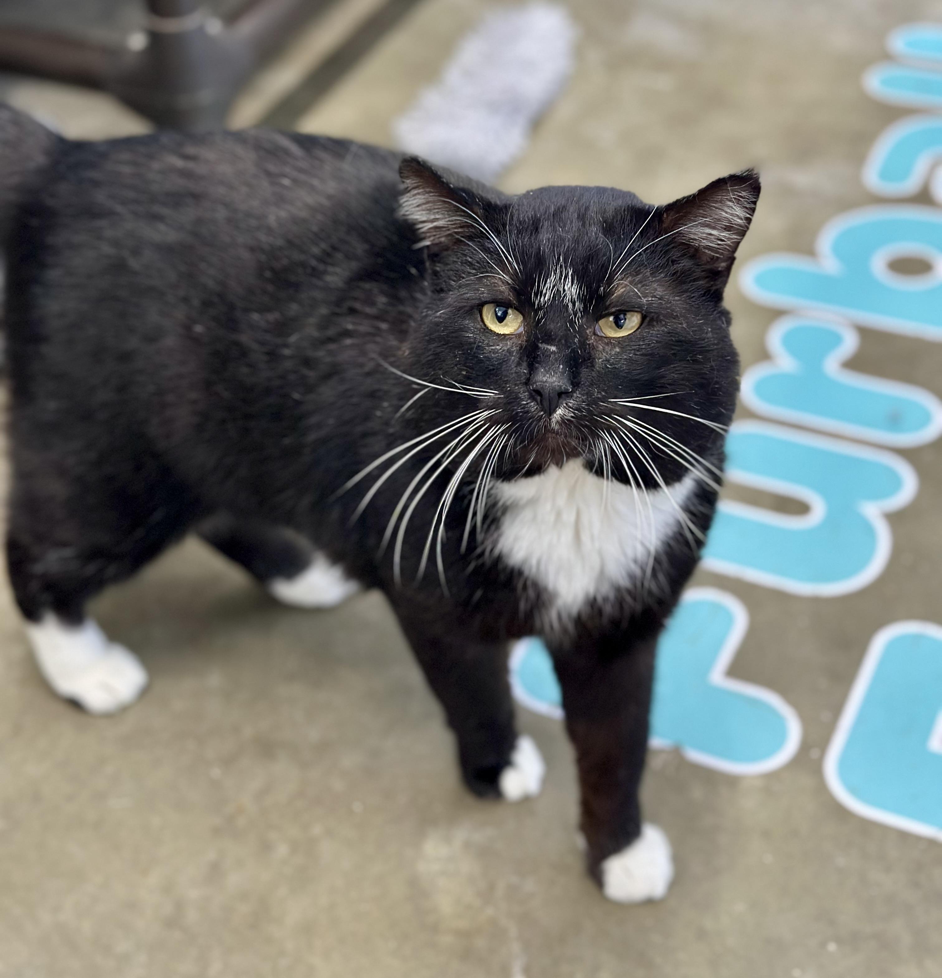 Dewey, adopted, Adult Male Domestic Short Hair.