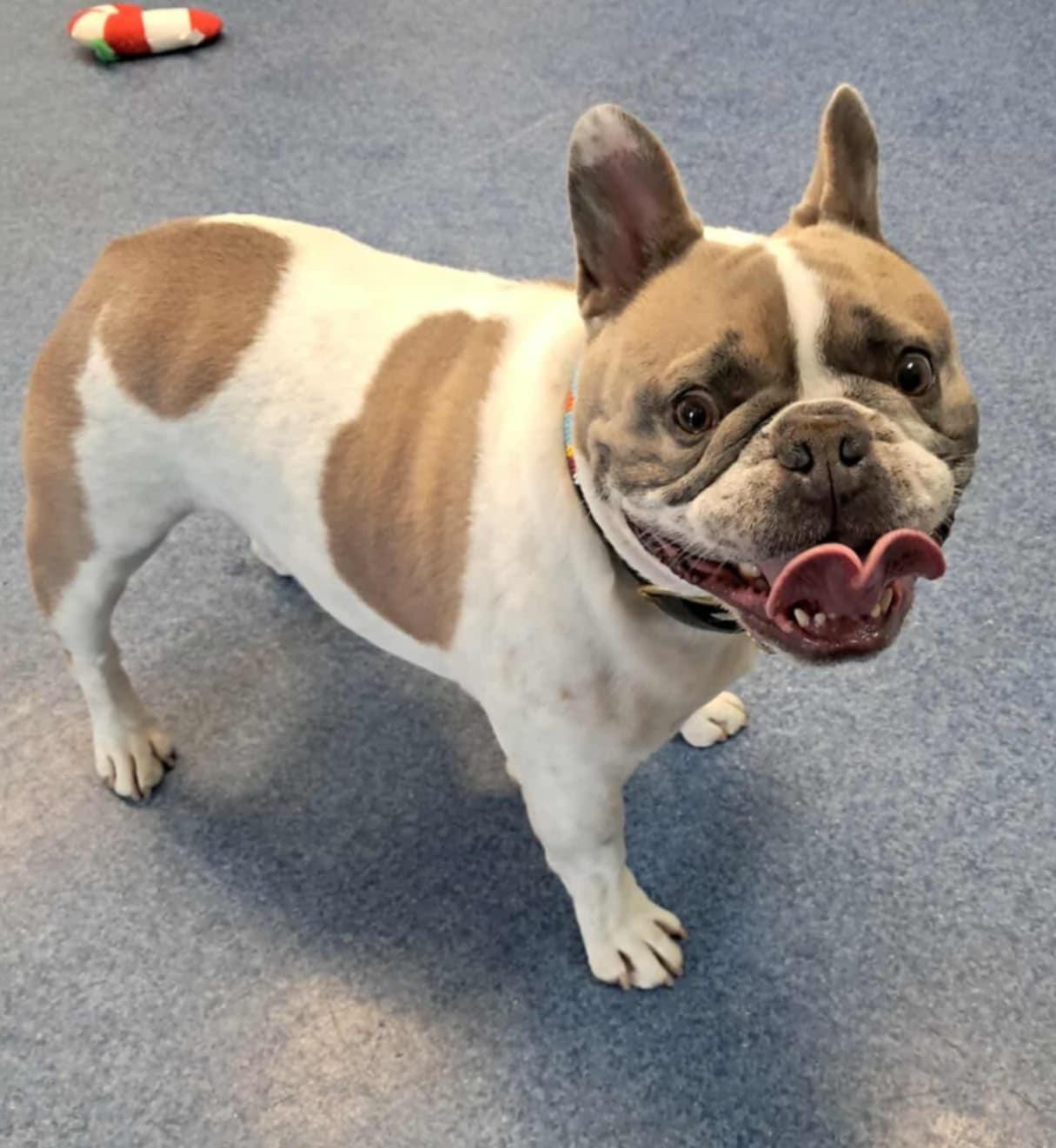 Enlarge Pops**READ BIO**, an adoptable French Bulldog in Shelbyville, KY image 1/3