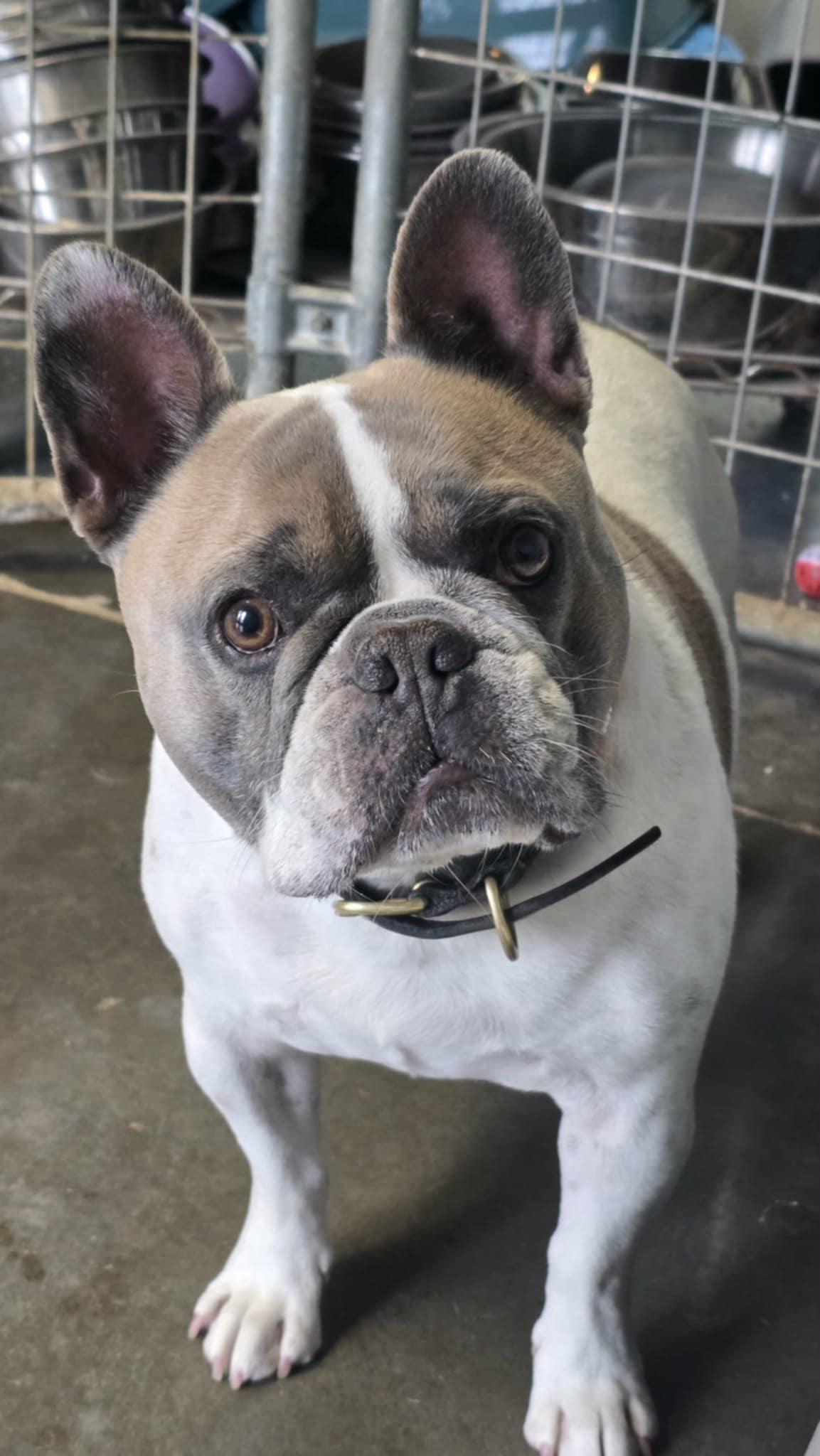 Enlarge Pops**READ BIO**, an adoptable French Bulldog in Shelbyville, KY image 3/3