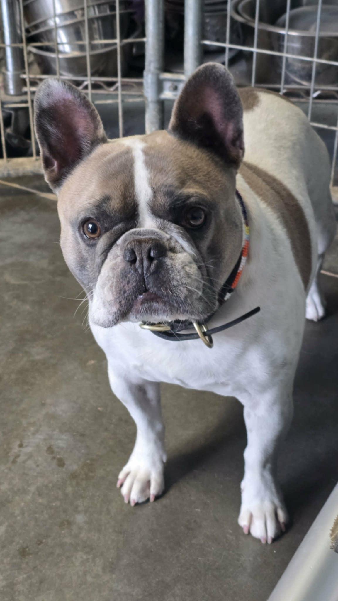 Enlarge Pops**READ BIO**, an adoptable French Bulldog in Shelbyville, KY image 2/3