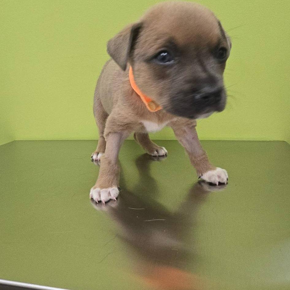 Enlarge Ken, a Adoptable Mixed Breed in Myrtle Beach, SC image 1/1