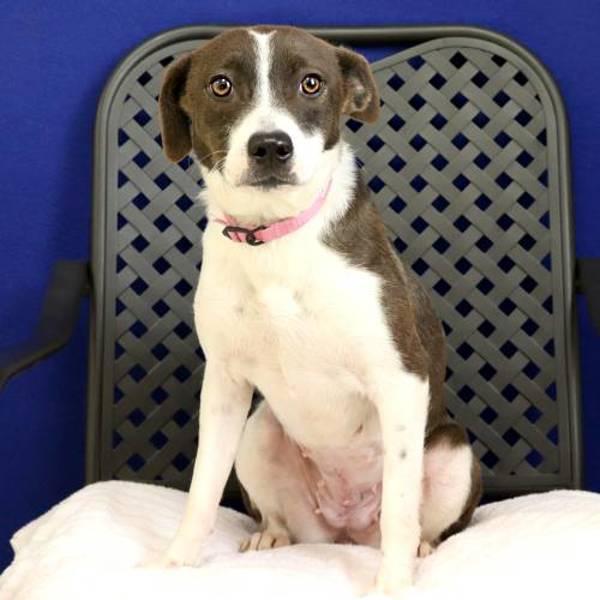 Olivia, Adoptable, Young Female Terrier.