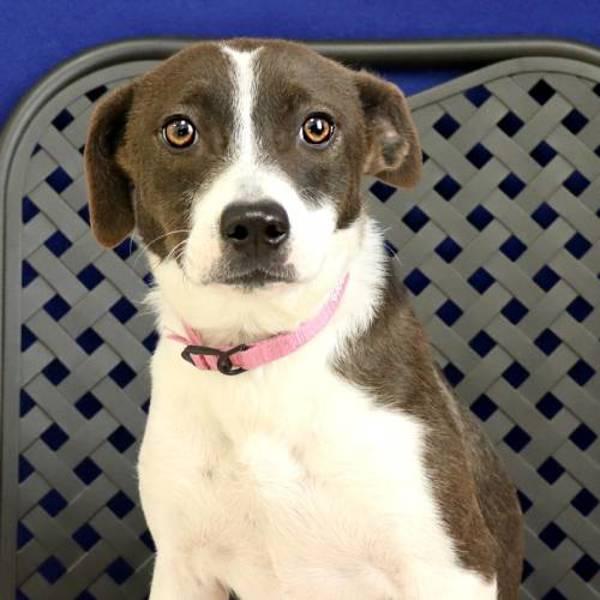 Olivia, a Adoptable mixed breed in Midland, TX image 2/2