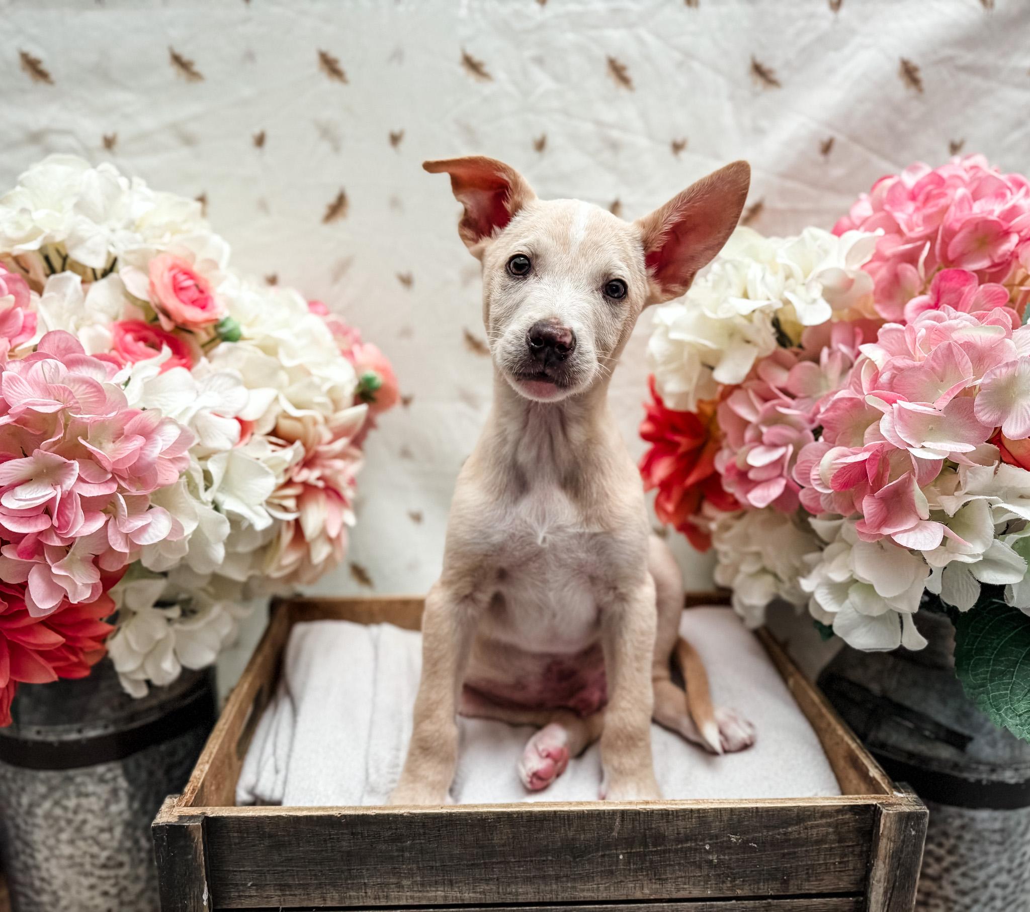 Enlarge Cash, a Adoptable mixed breed in Newberg, OR image 1/1