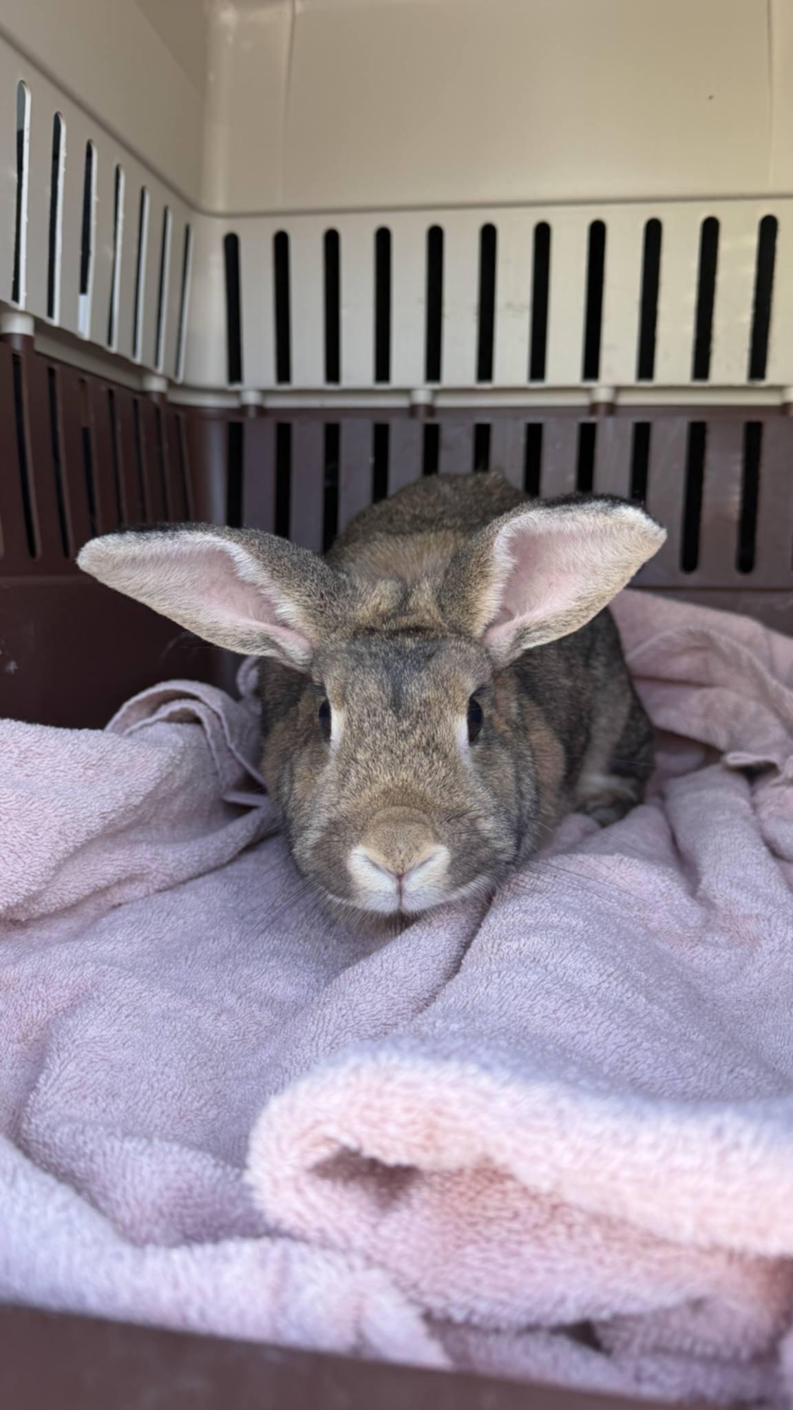 Enlarge June Carter, a Adoptable mixed breed in Sauk Village, IL image 1/4