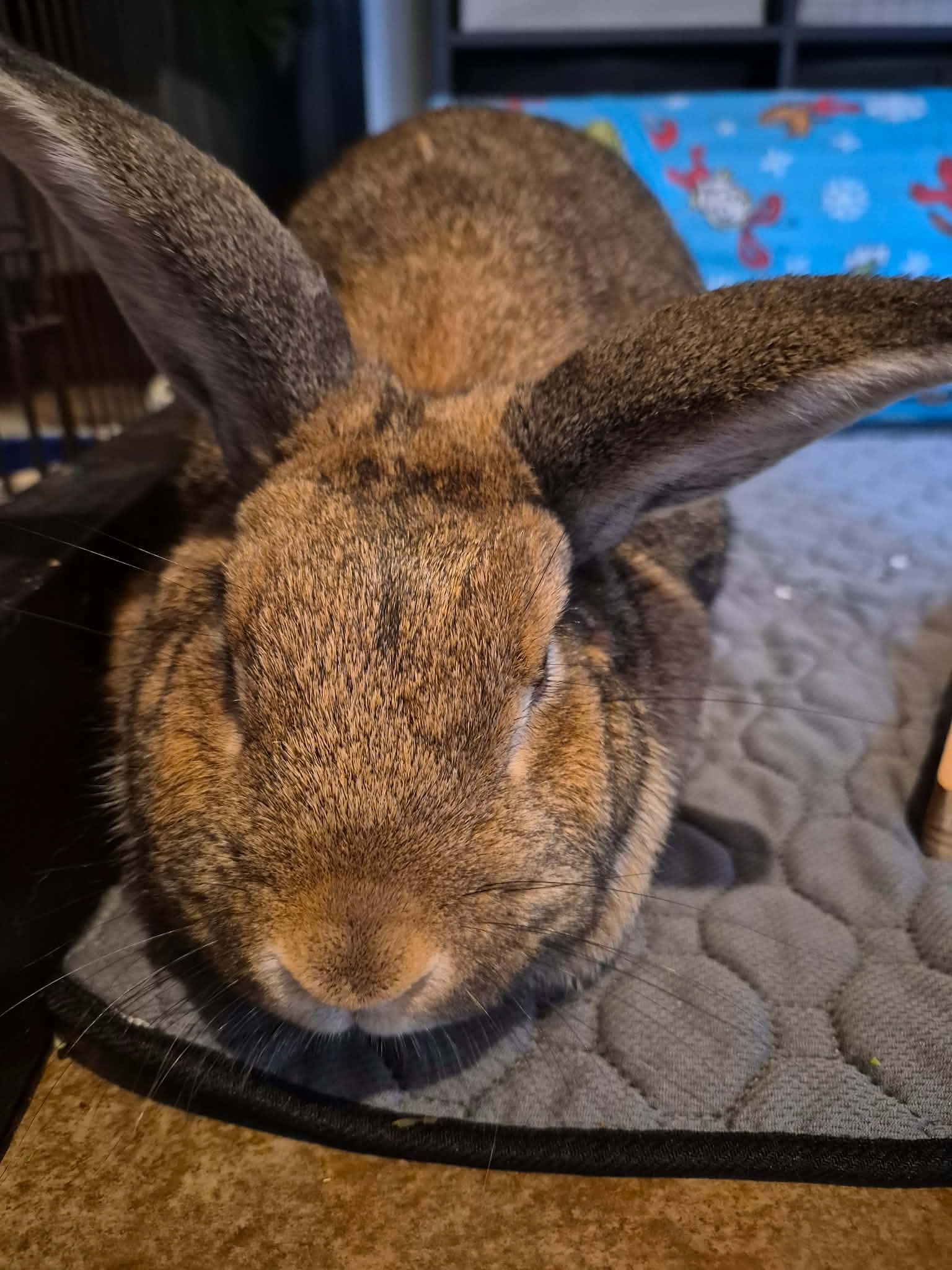 Enlarge June Carter, a Adoptable mixed breed in Sauk Village, IL image 2/4