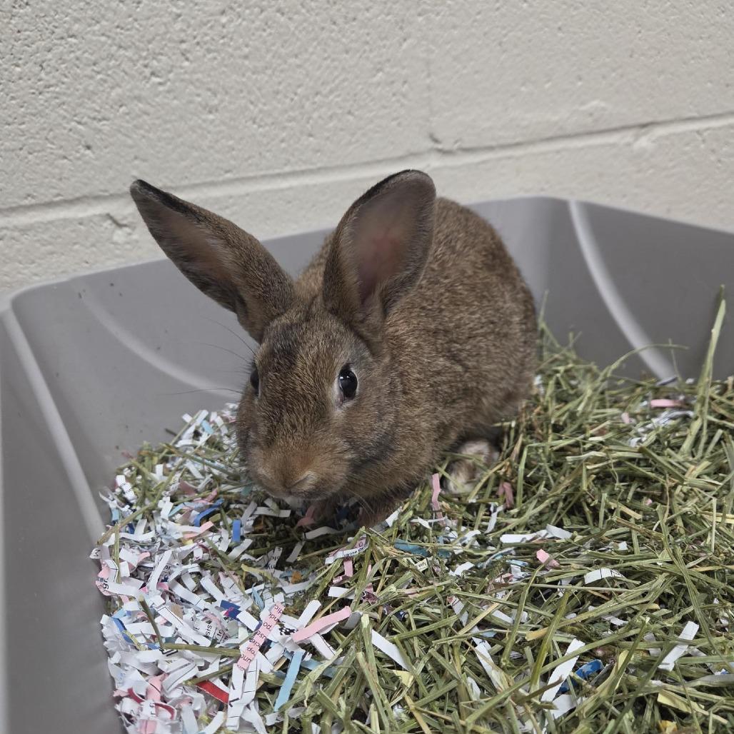 Orchid, Adoptable, Baby Female Bunny Rabbit.
