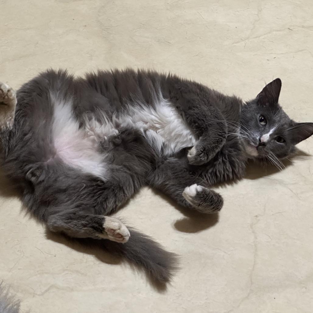 Mr. Squeakers, a Adoptable Domestic Medium Hair in Enterprise, AL image 2/6