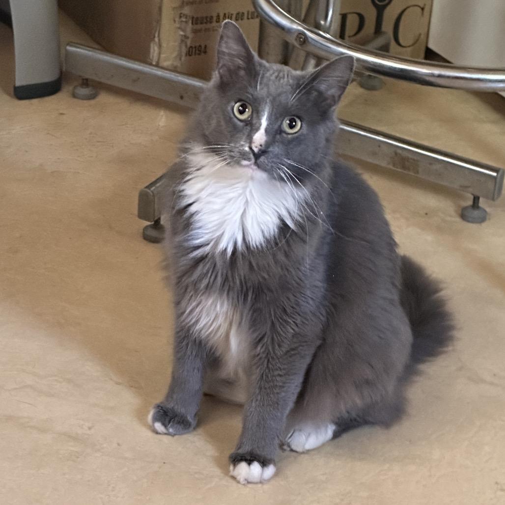 Mr. Squeakers, a Adoptable Domestic Medium Hair in Enterprise, AL image 3/6