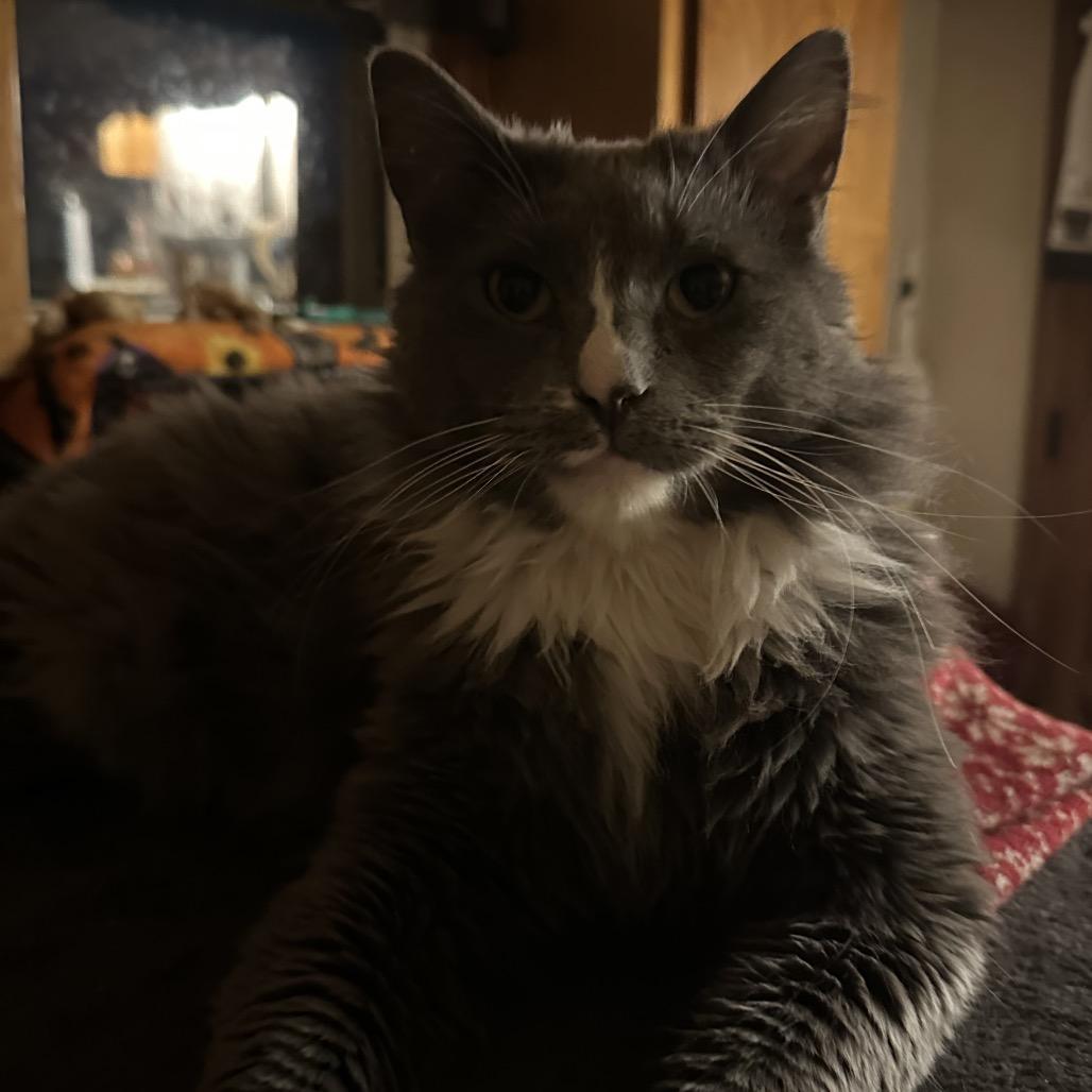 Mr. Squeakers, a Adoptable Domestic Medium Hair in Enterprise, AL image 4/6