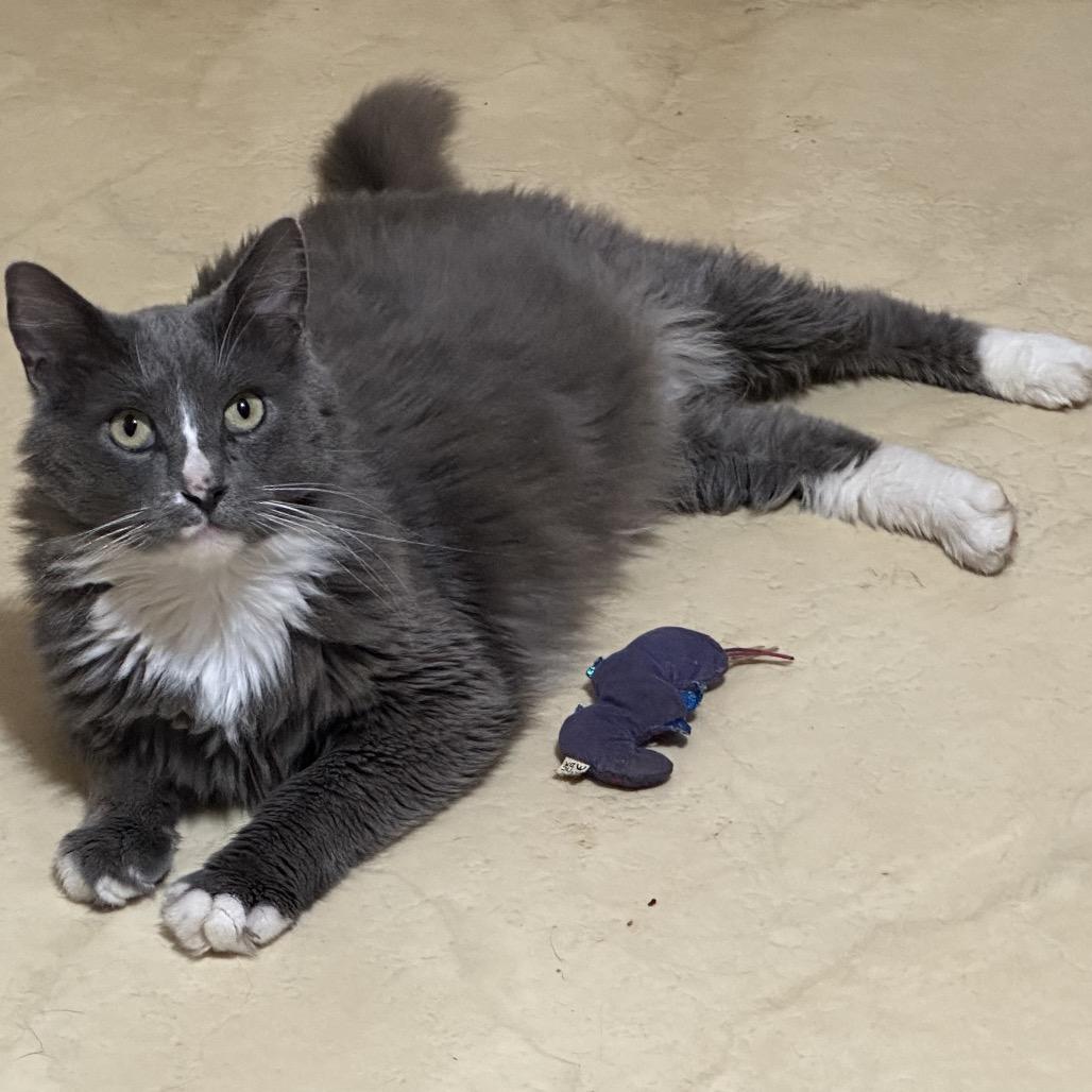 Mr. Squeakers, a Adoptable Domestic Medium Hair in Enterprise, AL image 5/6