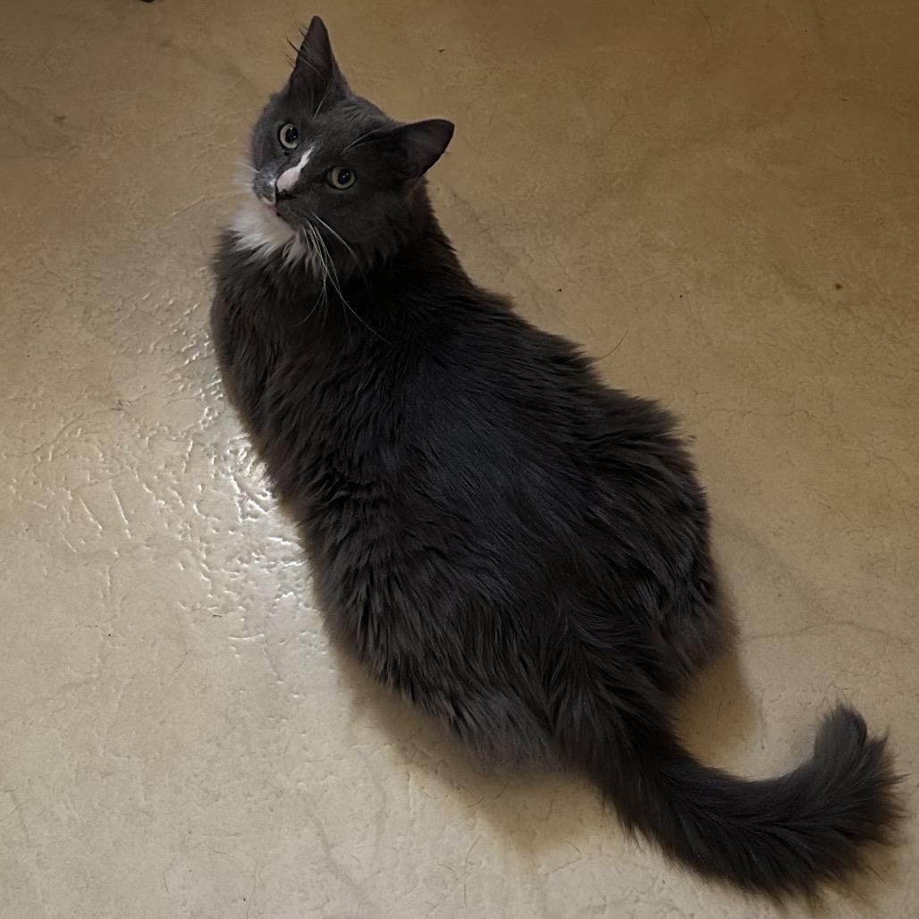 Mr. Squeakers, a Adoptable Domestic Medium Hair in Enterprise, AL image 6/6