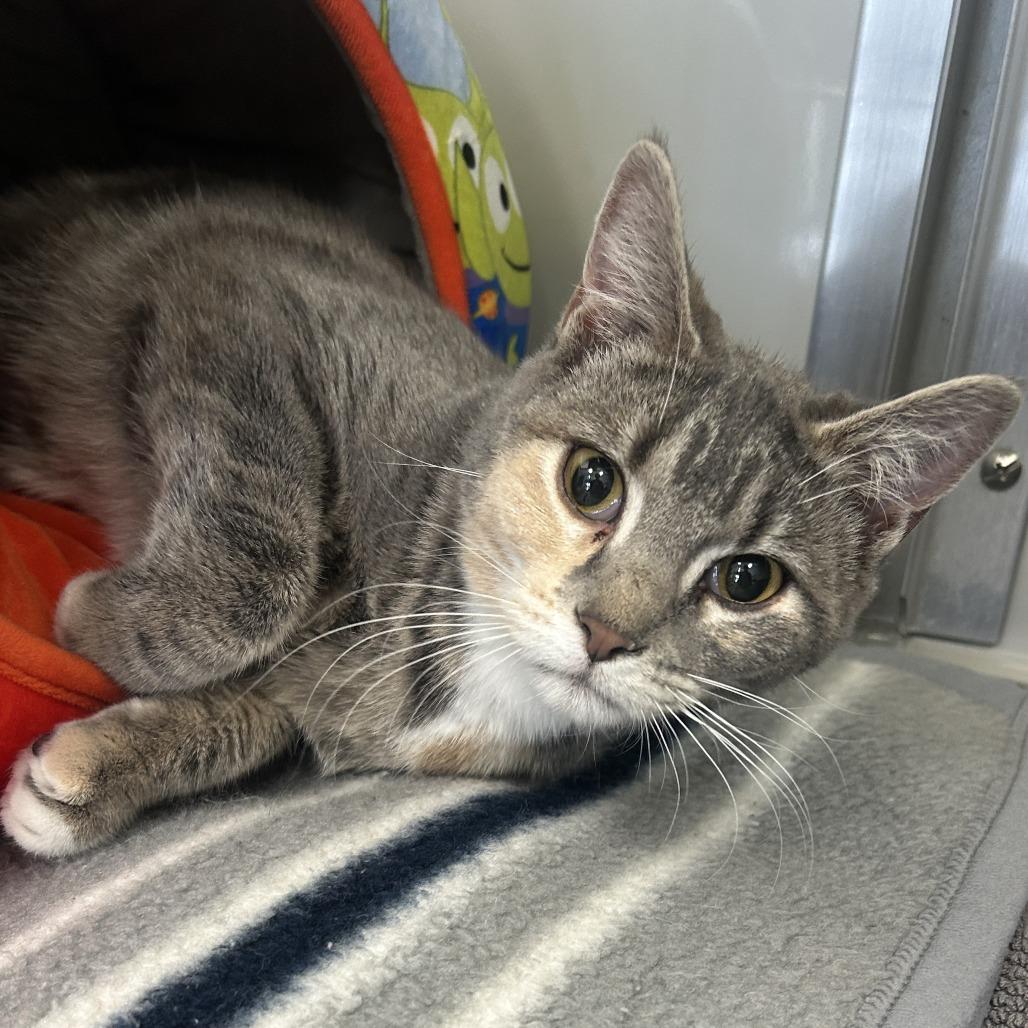 Hazel, Adoptable, Young Female Domestic Short Hair.