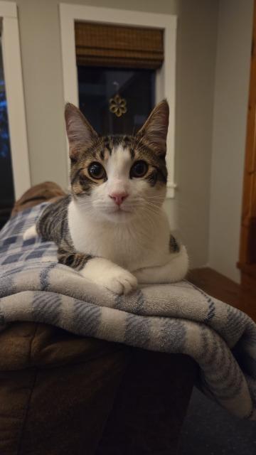 Enlarge Ozzy, a Adoptable Domestic Short Hair in Cloquet, MN image 1/1
