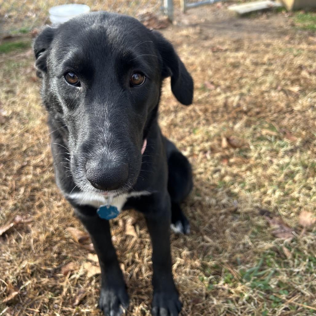 Pepper, a Adoptable mixed breed in Roxboro, NC image 1/6