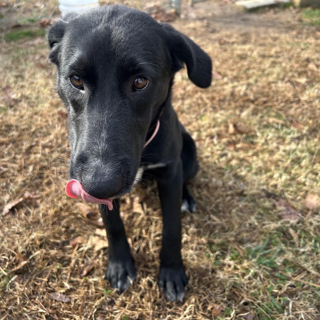 Pepper, a Adoptable mixed breed in Roxboro, NC image 2/6