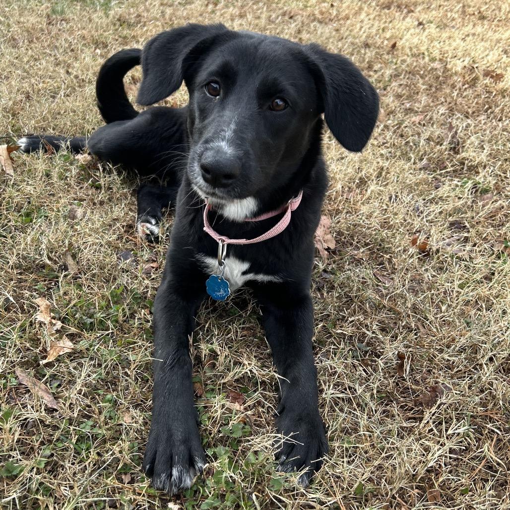 Pepper, a Adoptable mixed breed in Roxboro, NC image 3/6