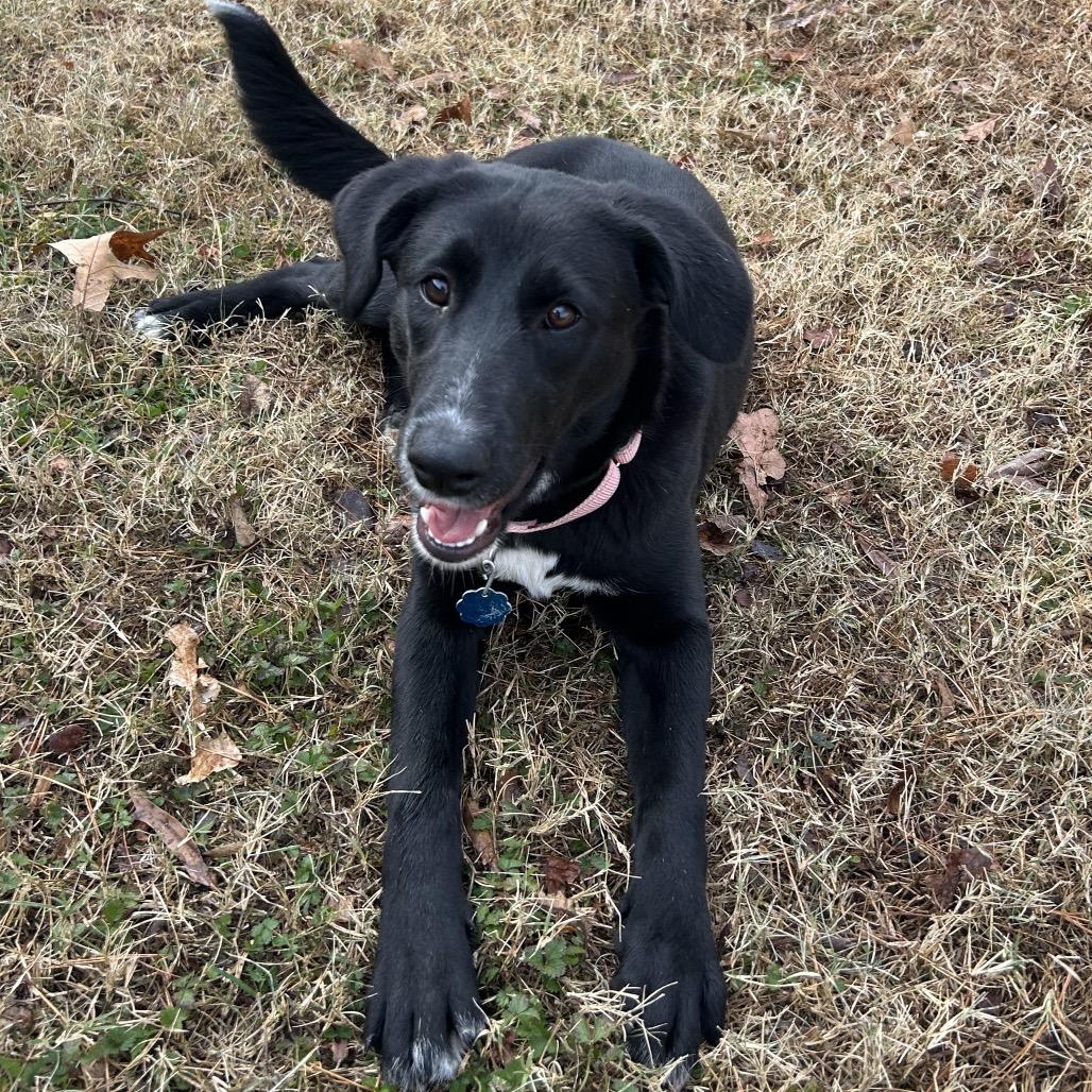Pepper, a Adoptable mixed breed in Roxboro, NC image 4/6