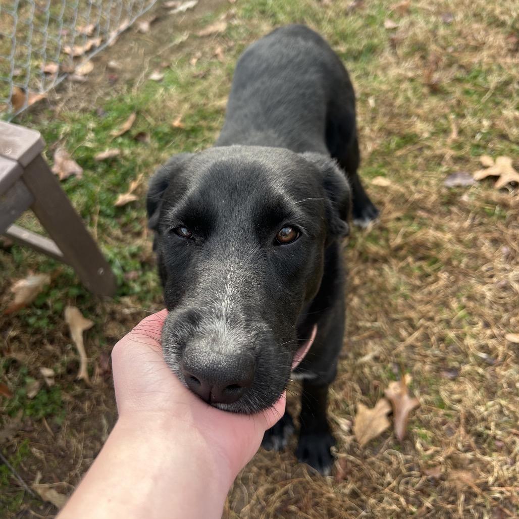 Pepper, a Adoptable mixed breed in Roxboro, NC image 5/6