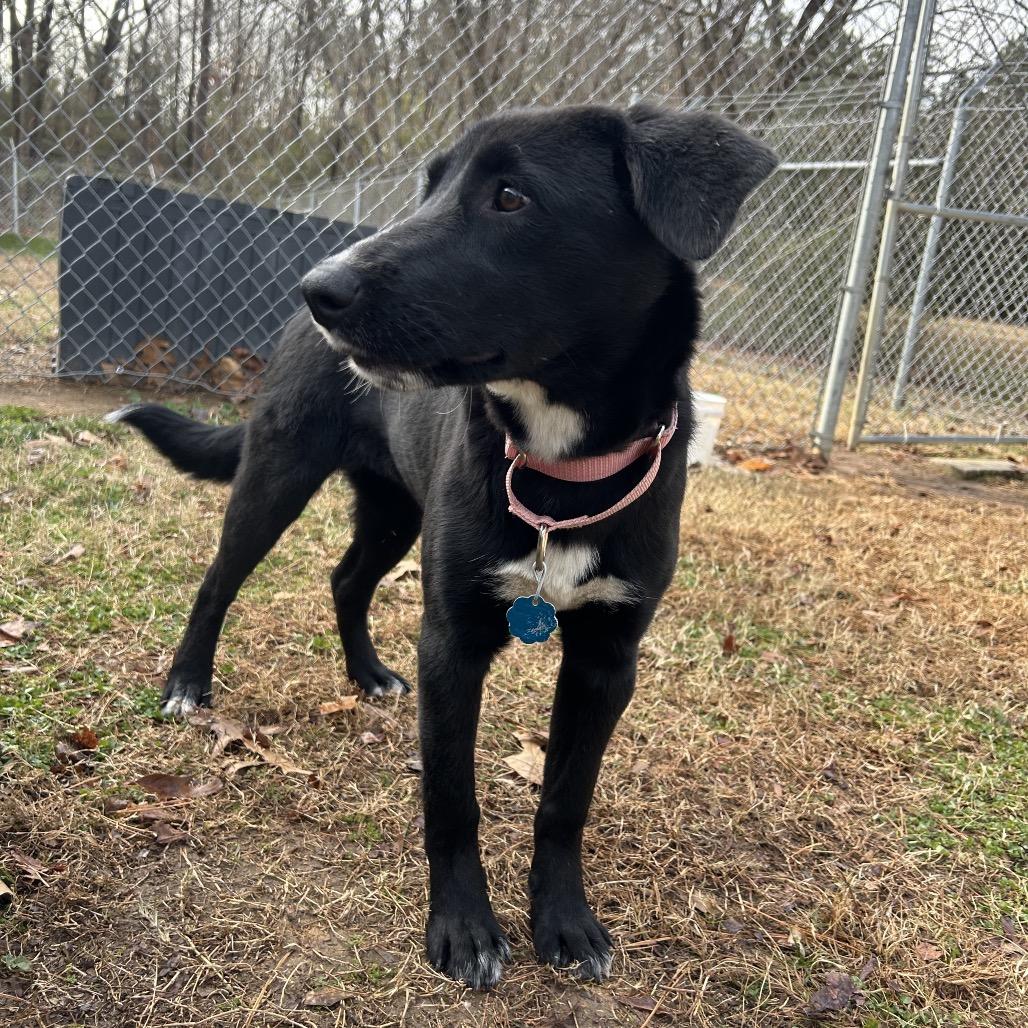 Pepper, a Adoptable mixed breed in Roxboro, NC image 6/6