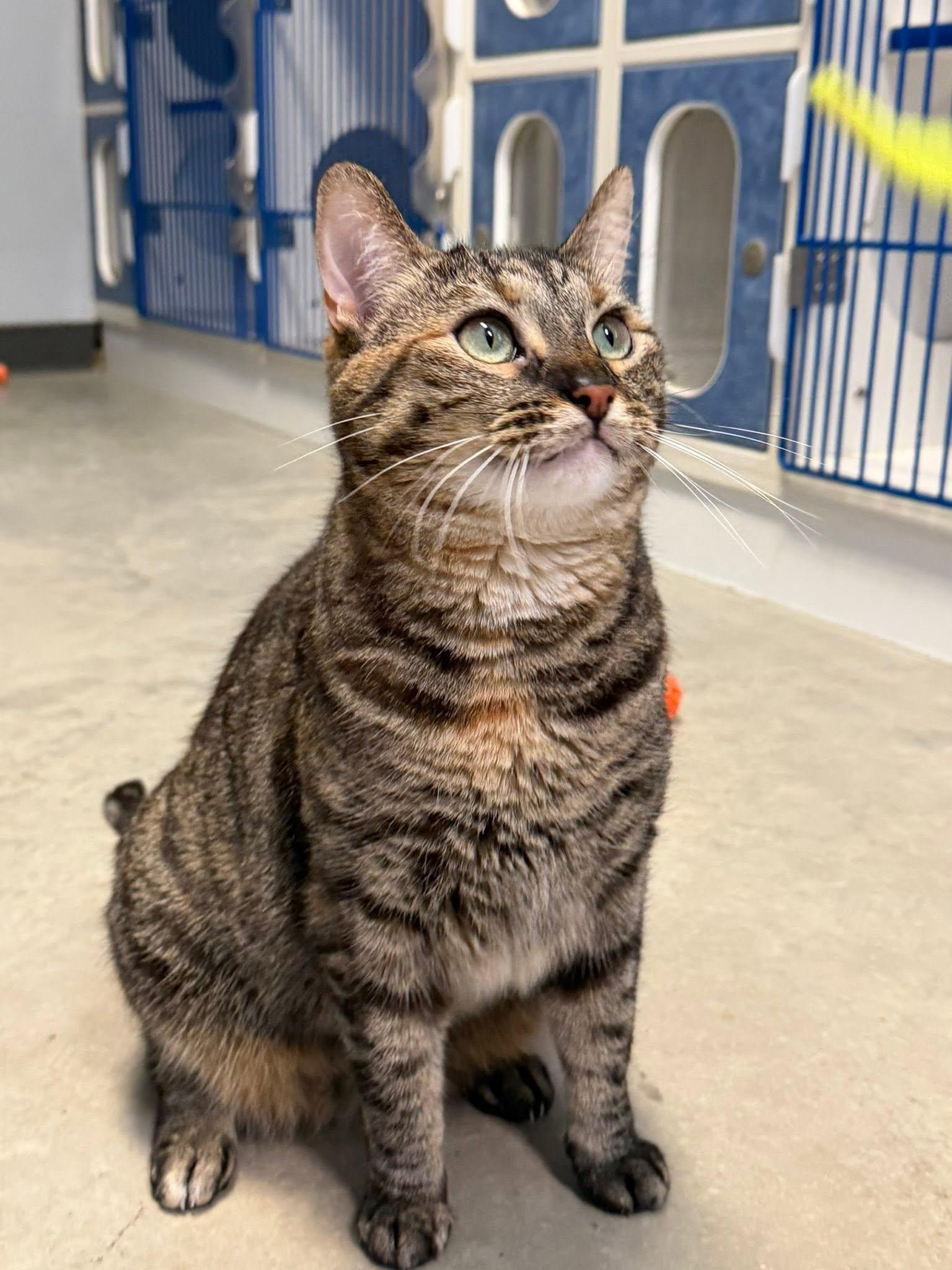 Molly, a ADOPTABLE Domestic Short Hair in Clinton, IL image 3/4