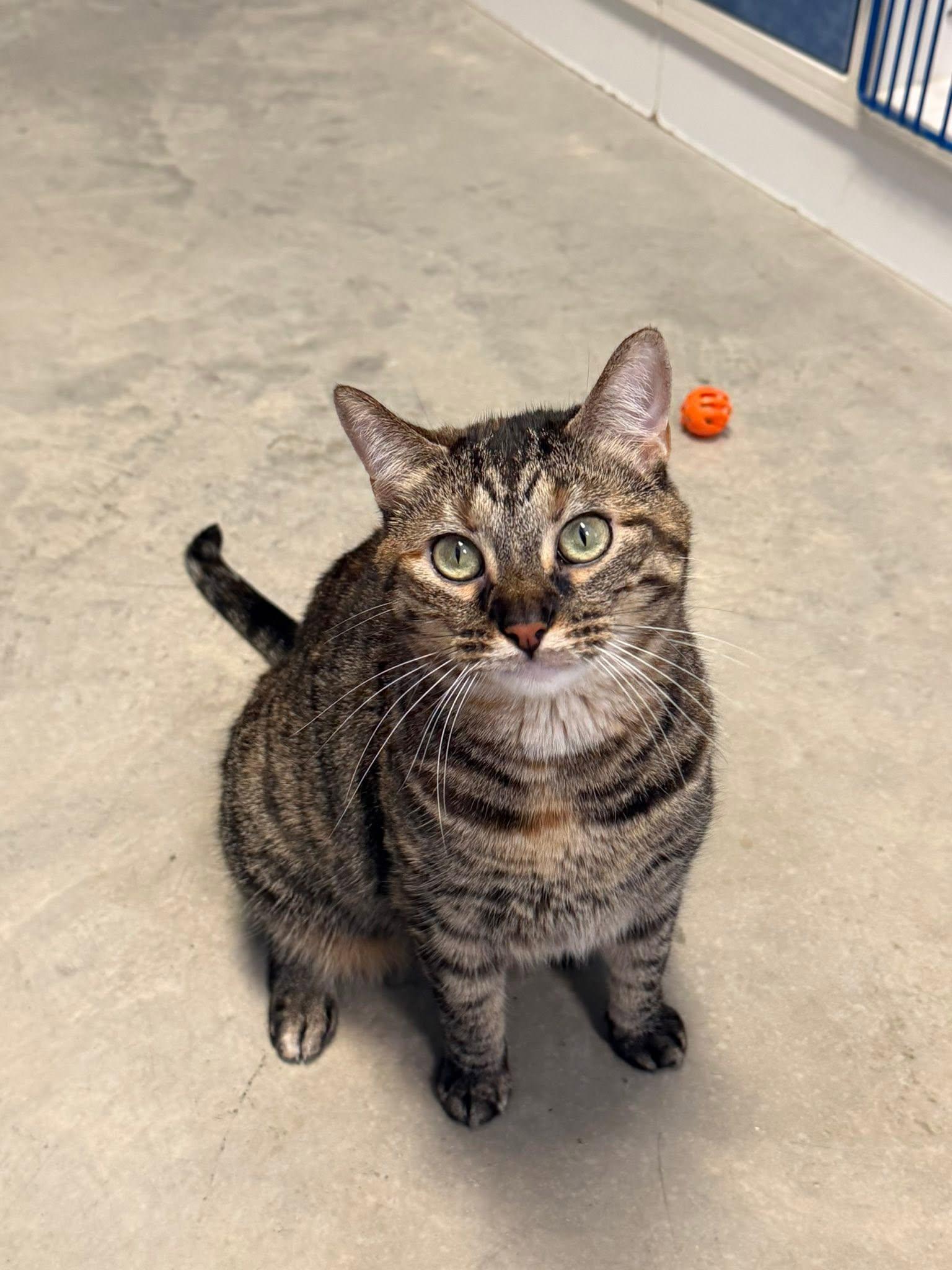 Molly, ADOPTABLE, Adult Female Domestic Short Hair.