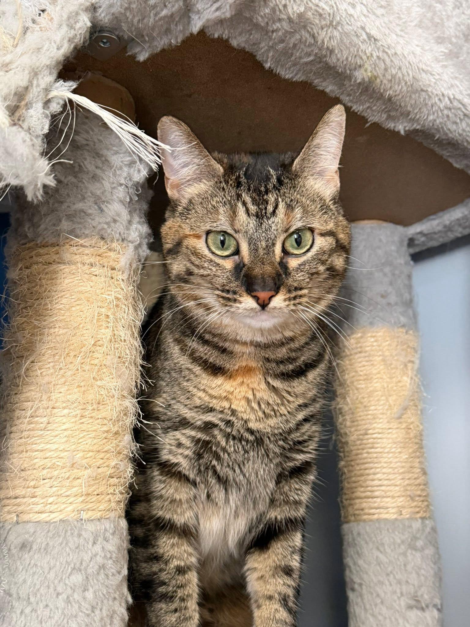 Molly, a ADOPTABLE Domestic Short Hair in Clinton, IL image 4/4
