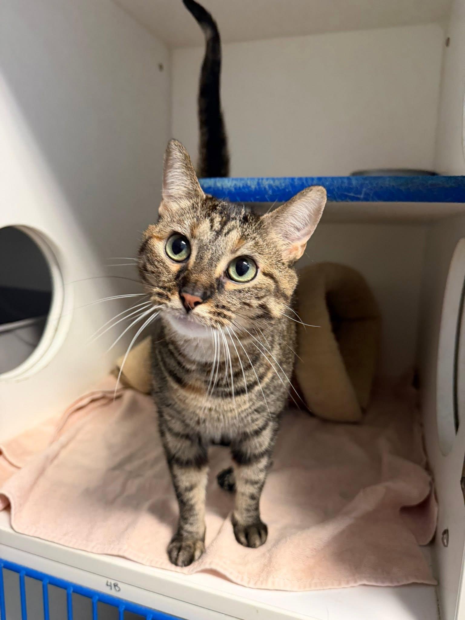 Molly, a ADOPTABLE Domestic Short Hair in Clinton, IL image 2/4