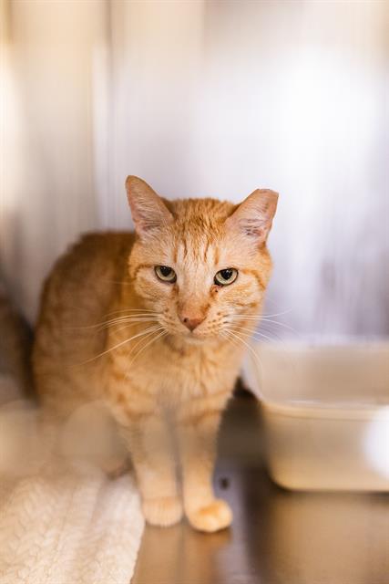JUNIOR, Adoptable, Adult Male Domestic Short Hair.