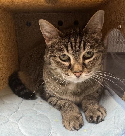 Gabby, a ADOPTABLE Domestic Short Hair in Missoula, MT image 2/2