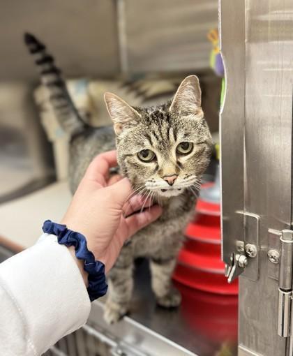 Gabby, ADOPTABLE, Senior Female Domestic Short Hair.