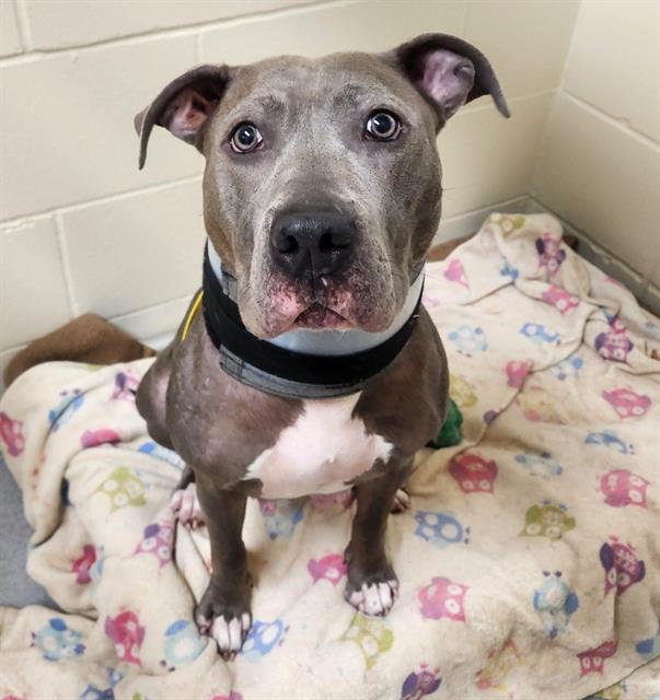 TRIXIE, Adoptable, Adult Female Pit Bull Terrier & Mixed Breed.
