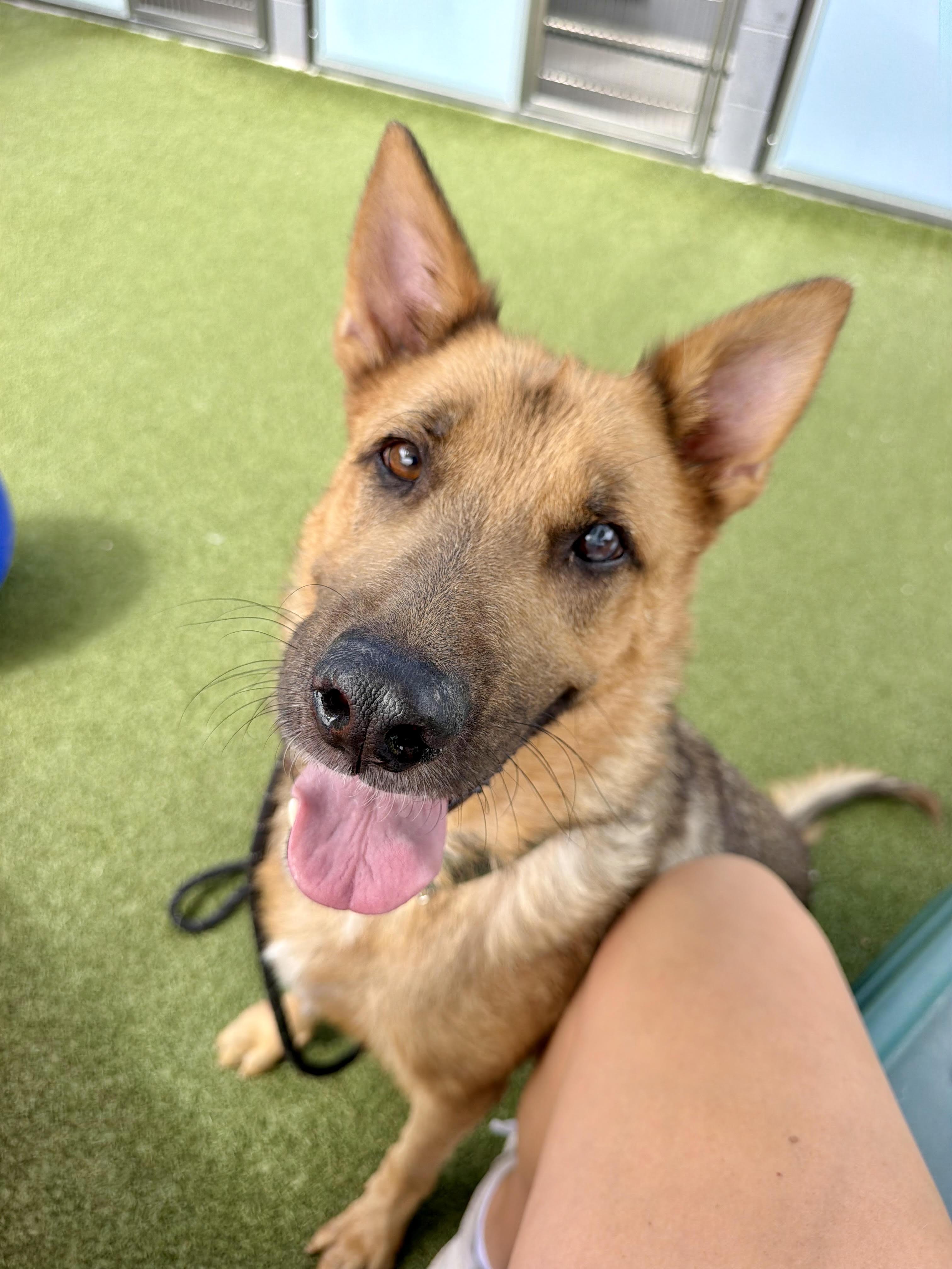 Enlarge Chili, a Adoptable mixed breed in Chandler, AZ image 2/5