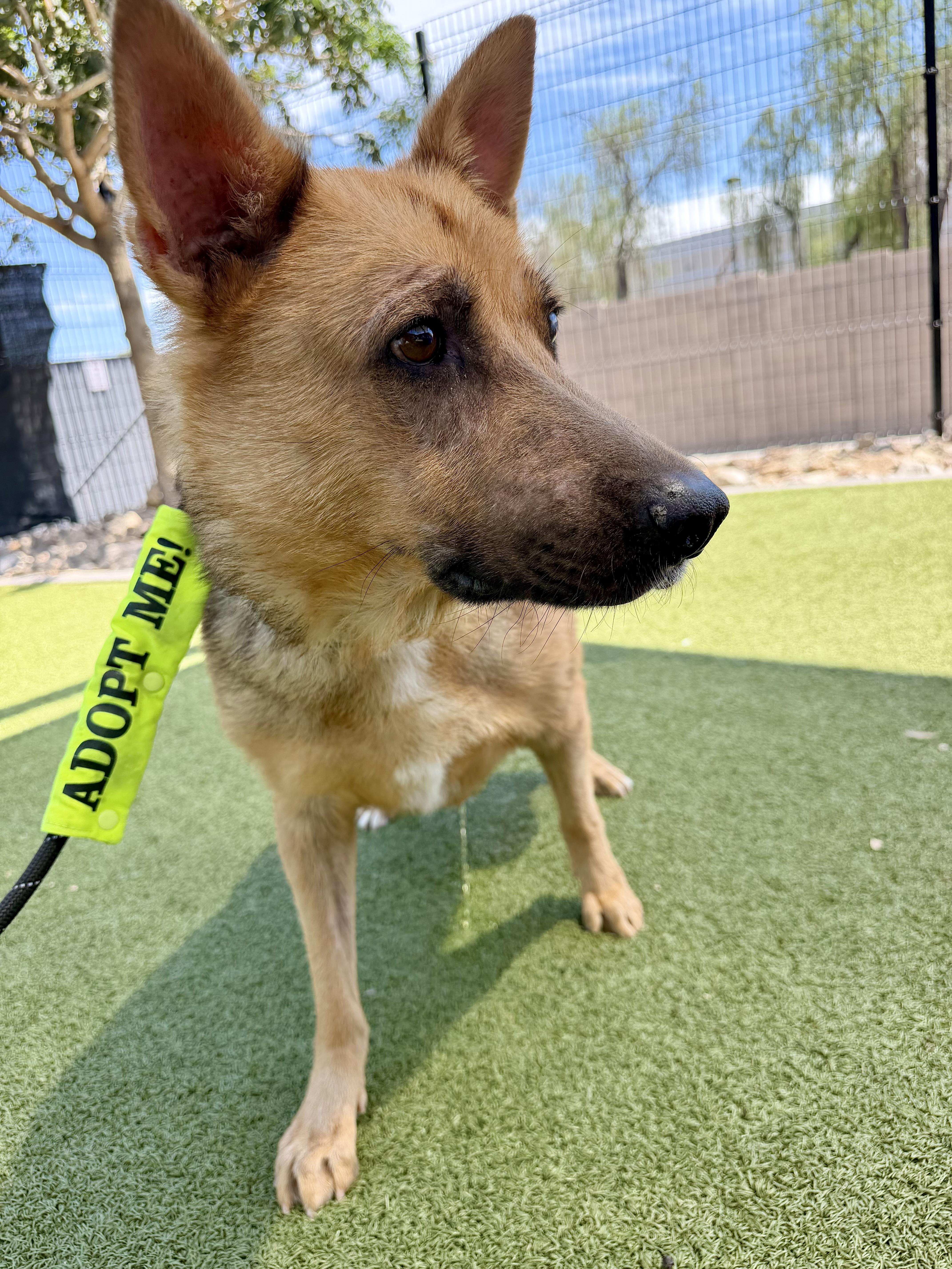 Enlarge Chili, a ADOPTABLE mixed breed in Chandler, AZ image 2/5