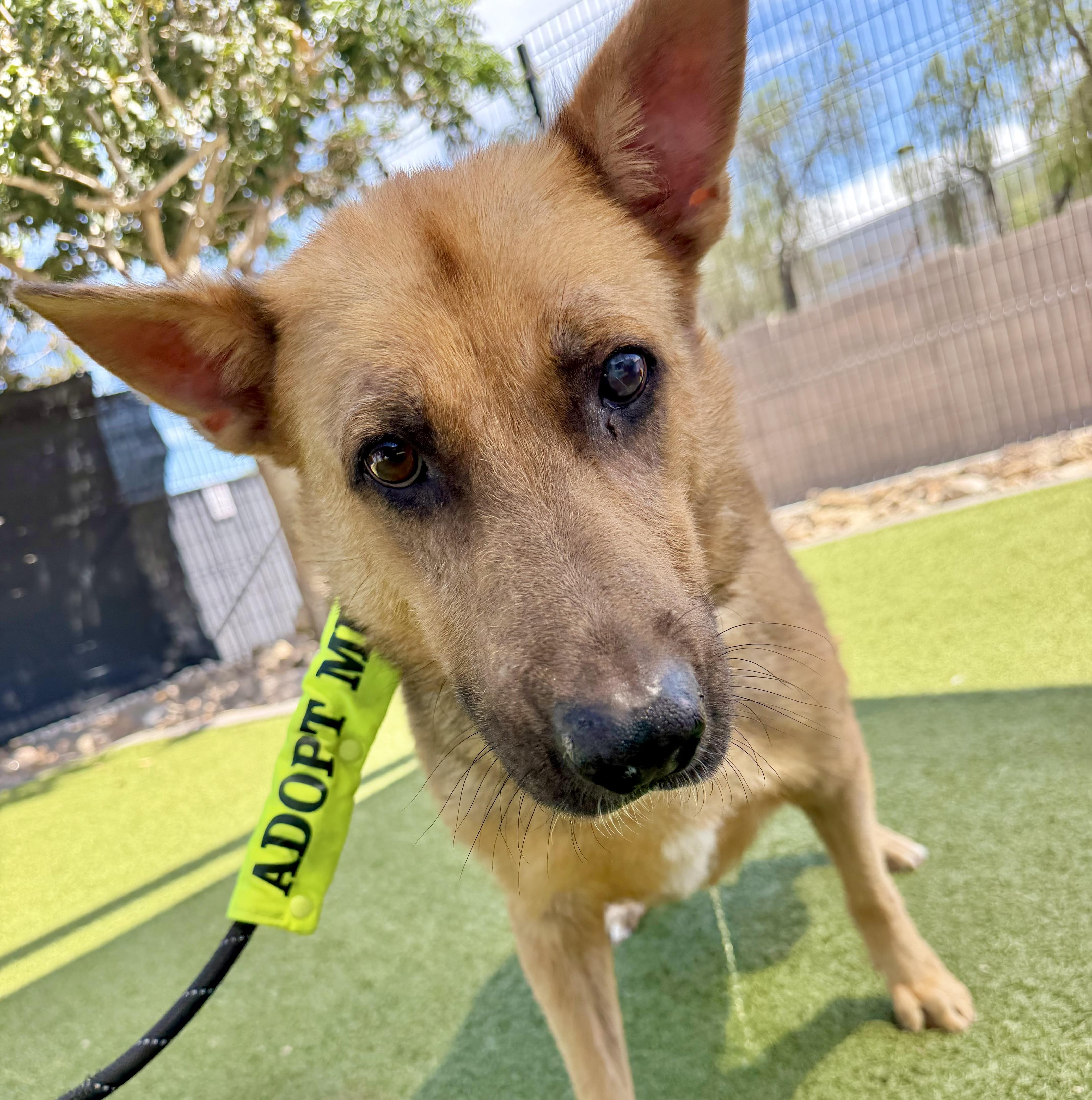 Chili, ADOPTABLE, Senior Male German Shepherd Dog.