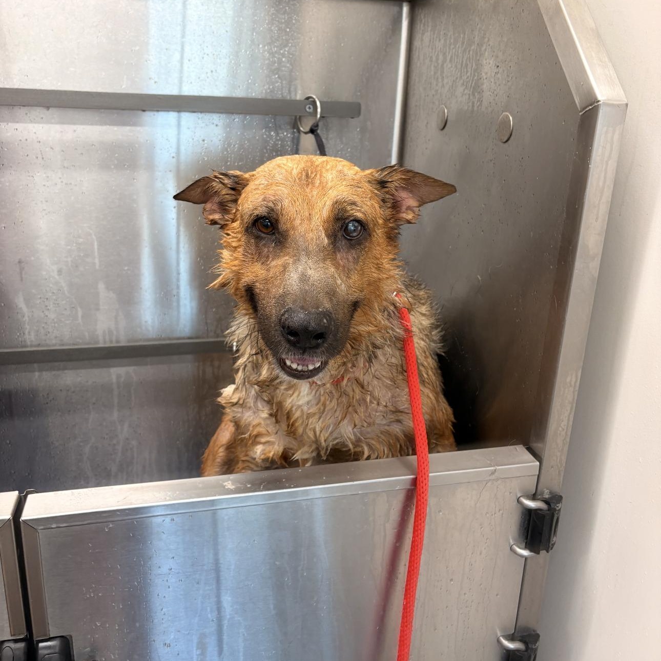 Enlarge Chili, a ADOPTABLE mixed breed in Chandler, AZ image 3/5