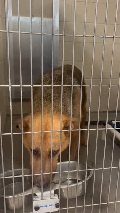 Enlarge Chili, a ADOPTABLE mixed breed in Chandler, AZ video 5/5