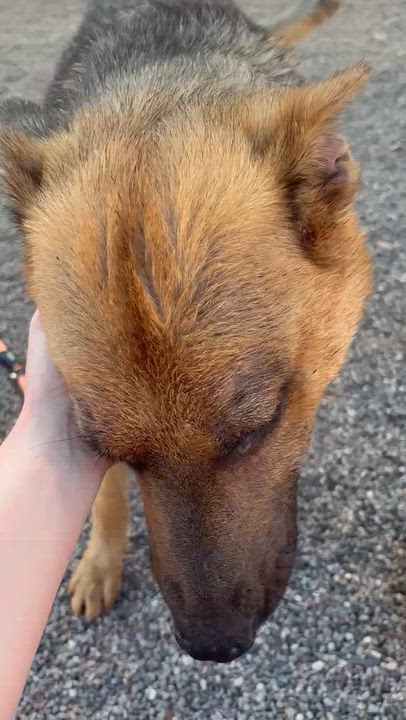 Enlarge Chili, a ADOPTABLE mixed breed in Chandler, AZ video 4/5