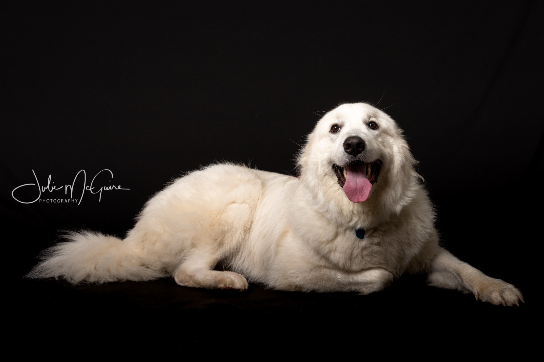 Daisy II, a Adoptable Great Pyrenees in Richmond, VA image 1/4