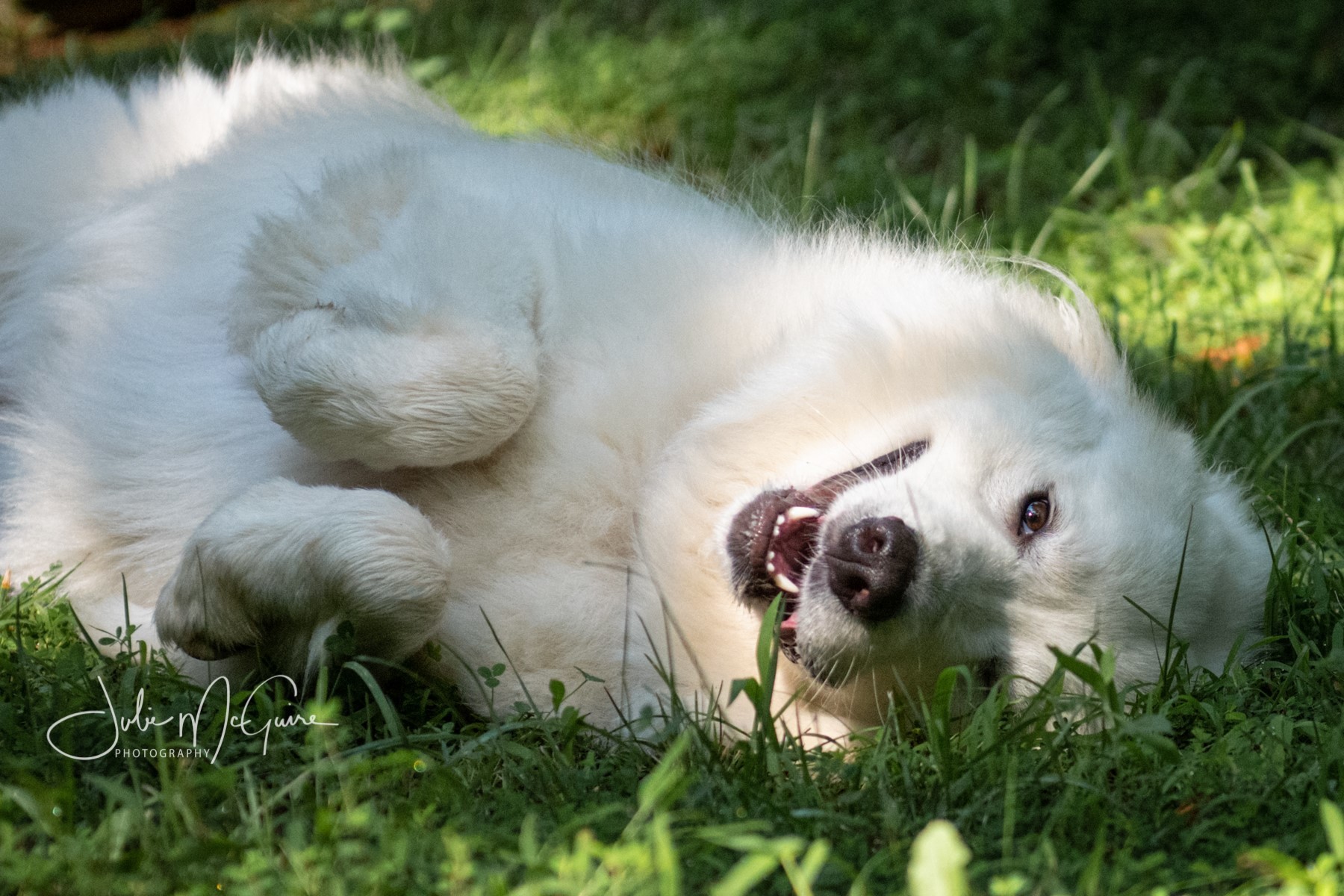 Daisy II, a Adoptable Great Pyrenees in Richmond, VA image 2/4