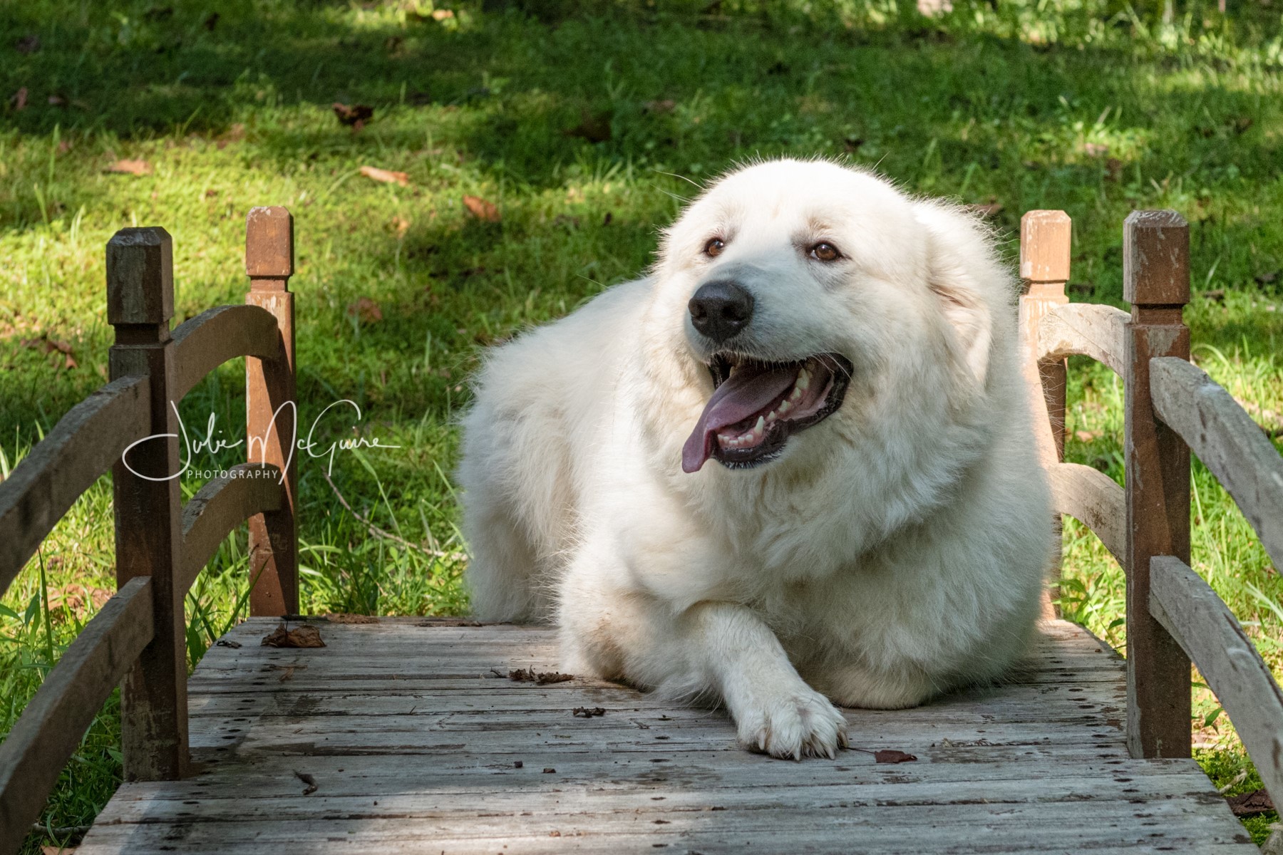Daisy II, a Adoptable Great Pyrenees in Richmond, VA image 3/4