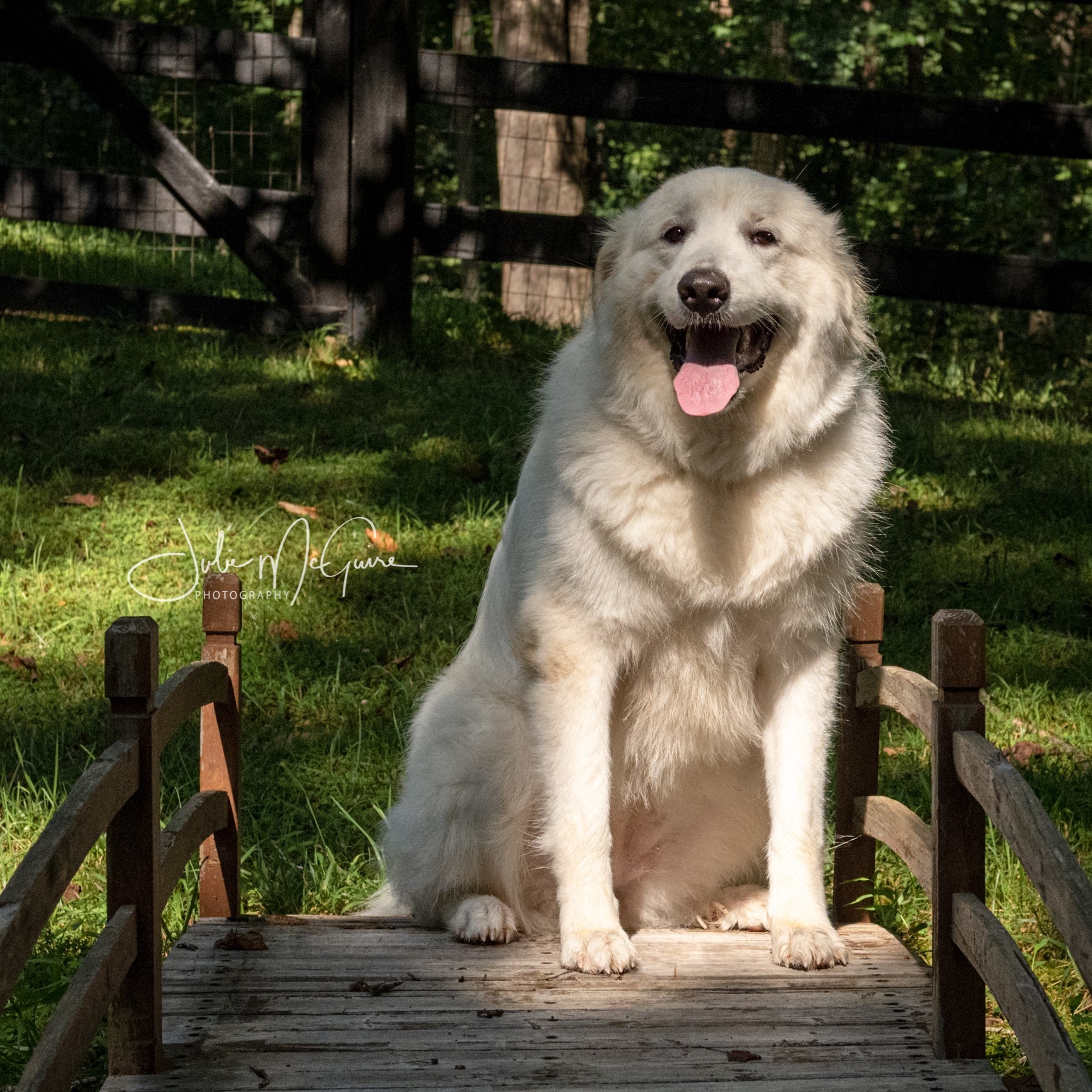Daisy II, a Adoptable Great Pyrenees in Richmond, VA image 4/4