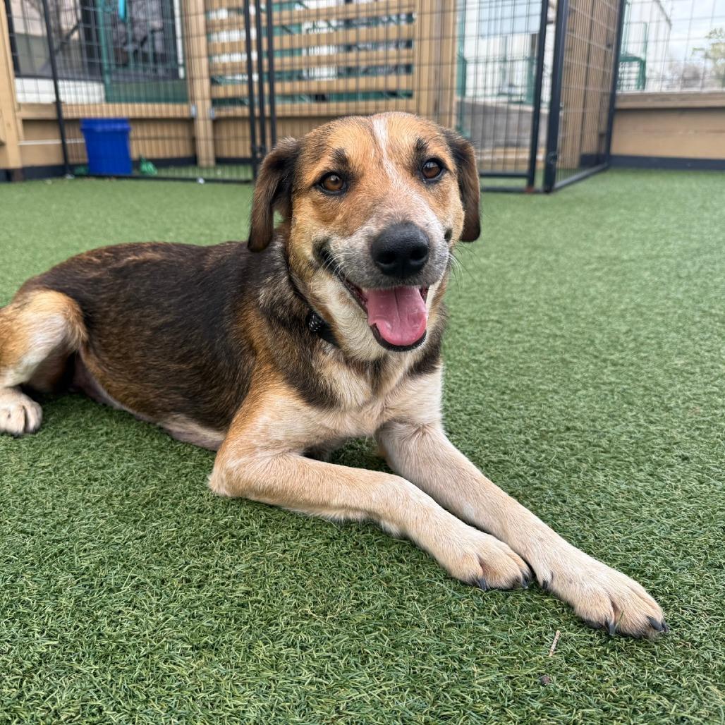 Enlarge Clarabelle, a Adoptable German Shepherd Dog in Houston, TX image 1/6