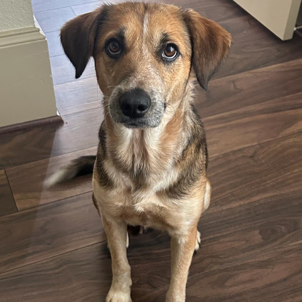 Enlarge Clarabelle, a Adoptable German Shepherd Dog in Houston, TX image 2/6