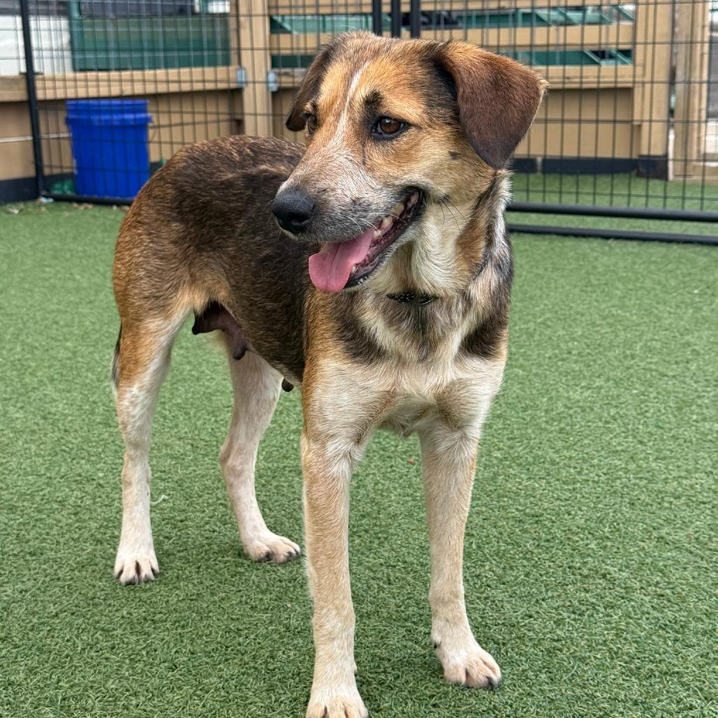 Enlarge Clarabelle, a Adoptable German Shepherd Dog in Houston, TX image 3/6