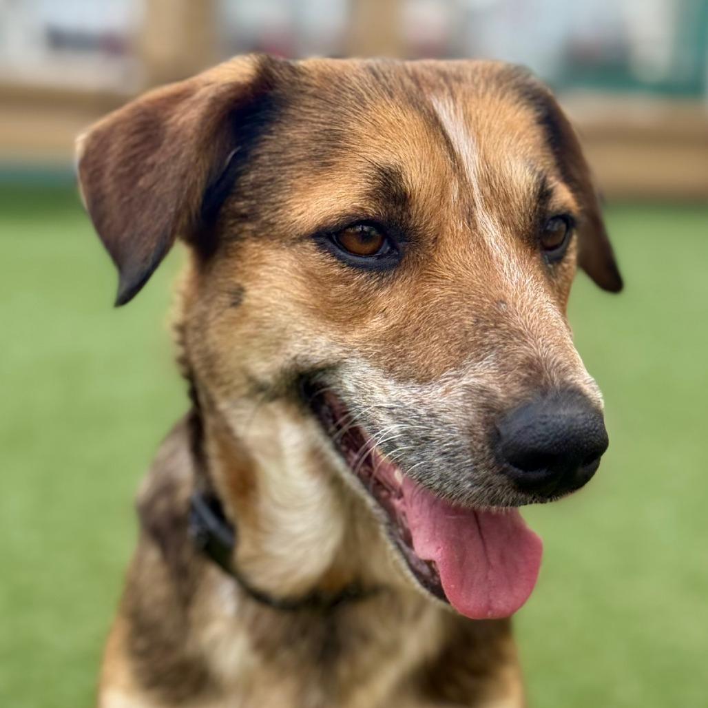 Enlarge Clarabelle, a Adoptable German Shepherd Dog in Houston, TX image 4/6