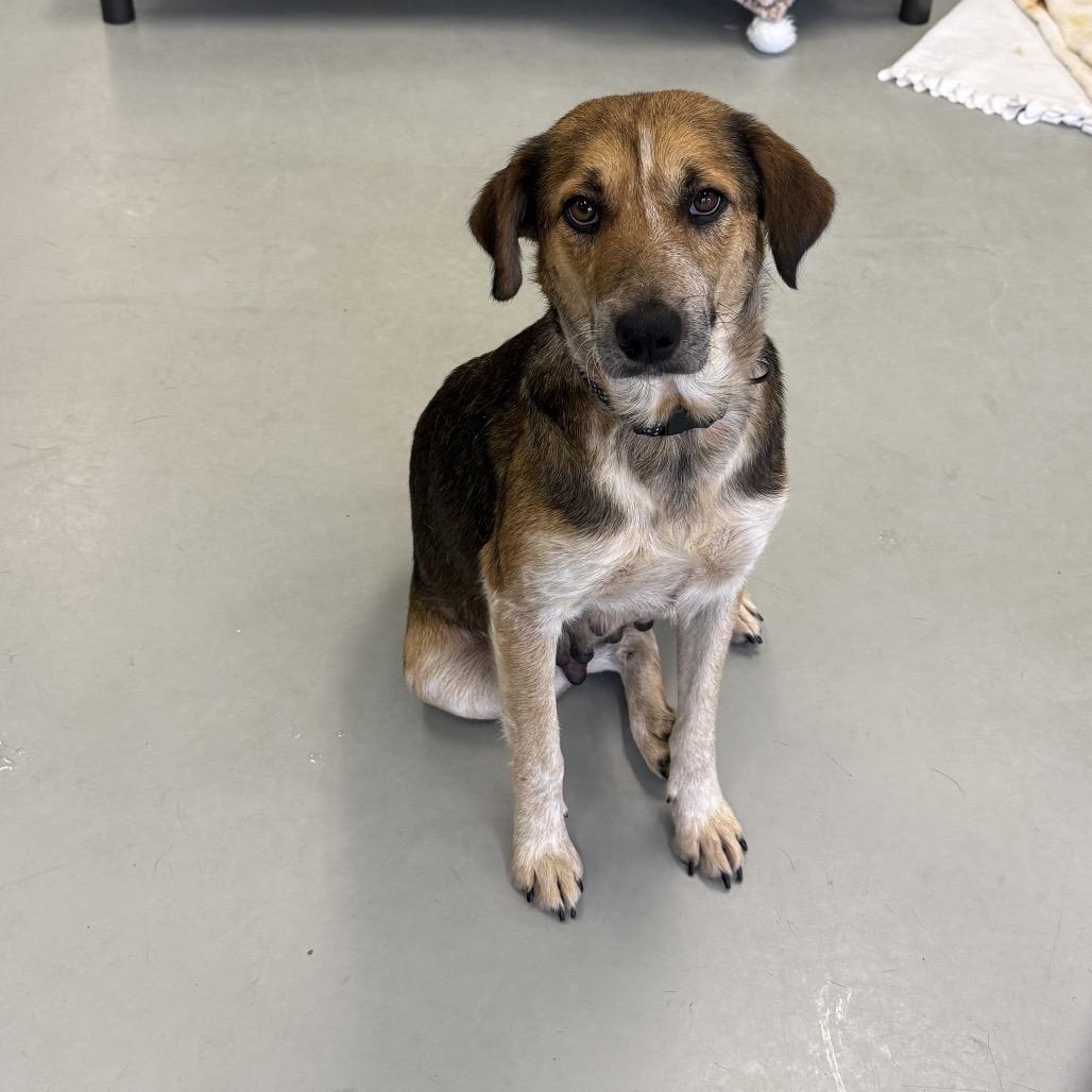 Enlarge Clarabelle, a Adoptable German Shepherd Dog in Houston, TX image 5/6