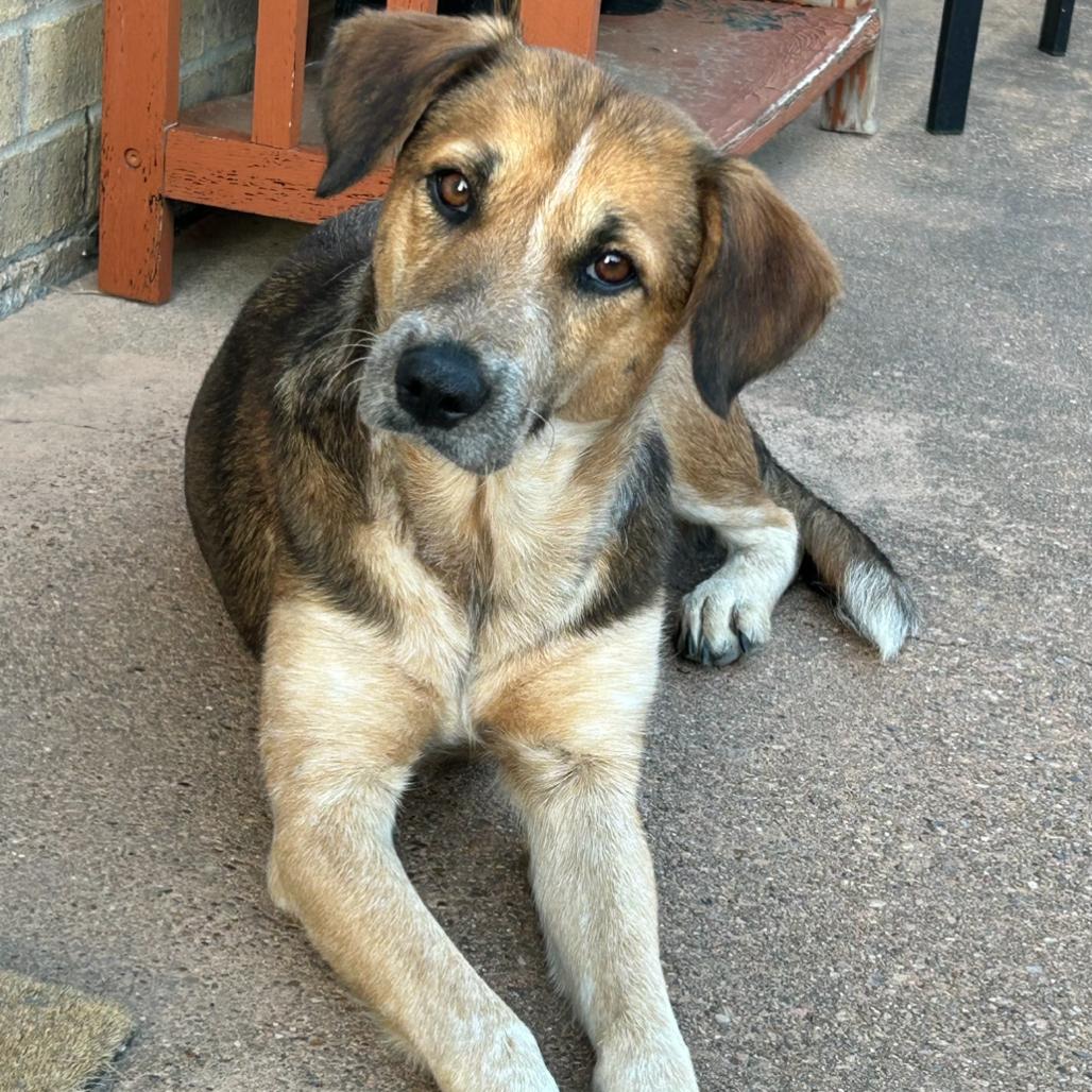 Enlarge Clarabelle, a Adoptable German Shepherd Dog in Houston, TX image 6/6