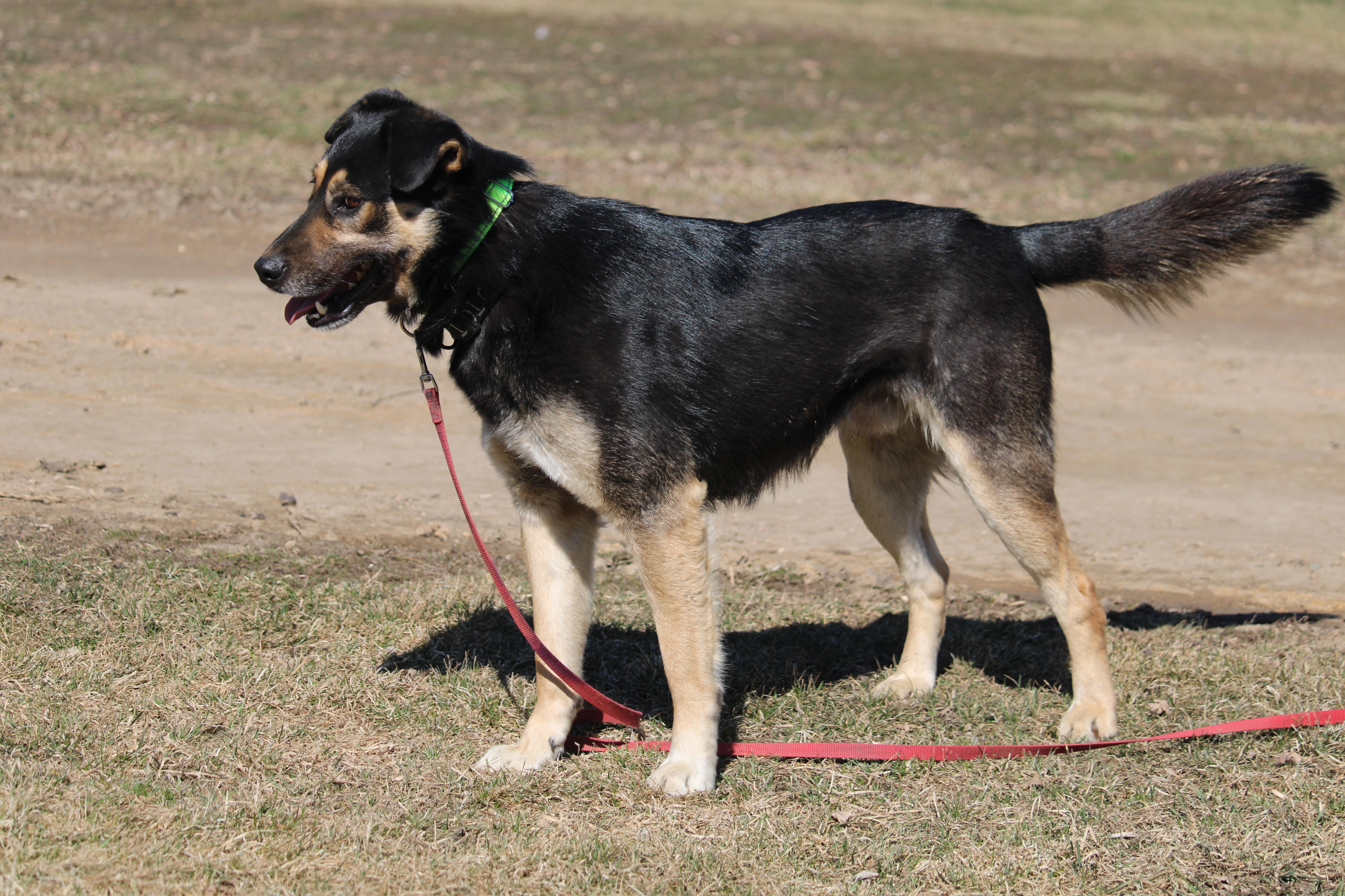 Enlarge Archer, a Adopted mixed breed in Watertown, SD image 3/5